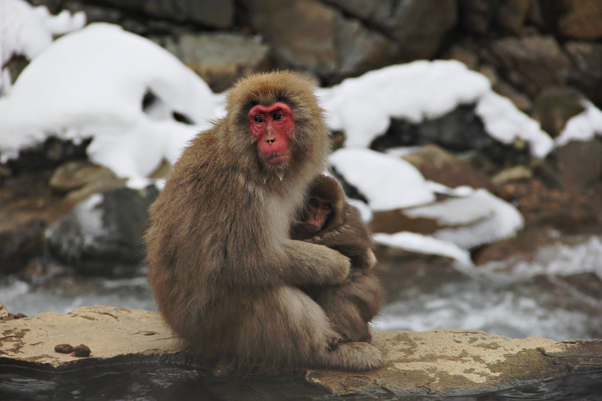 Snow Monkey Park